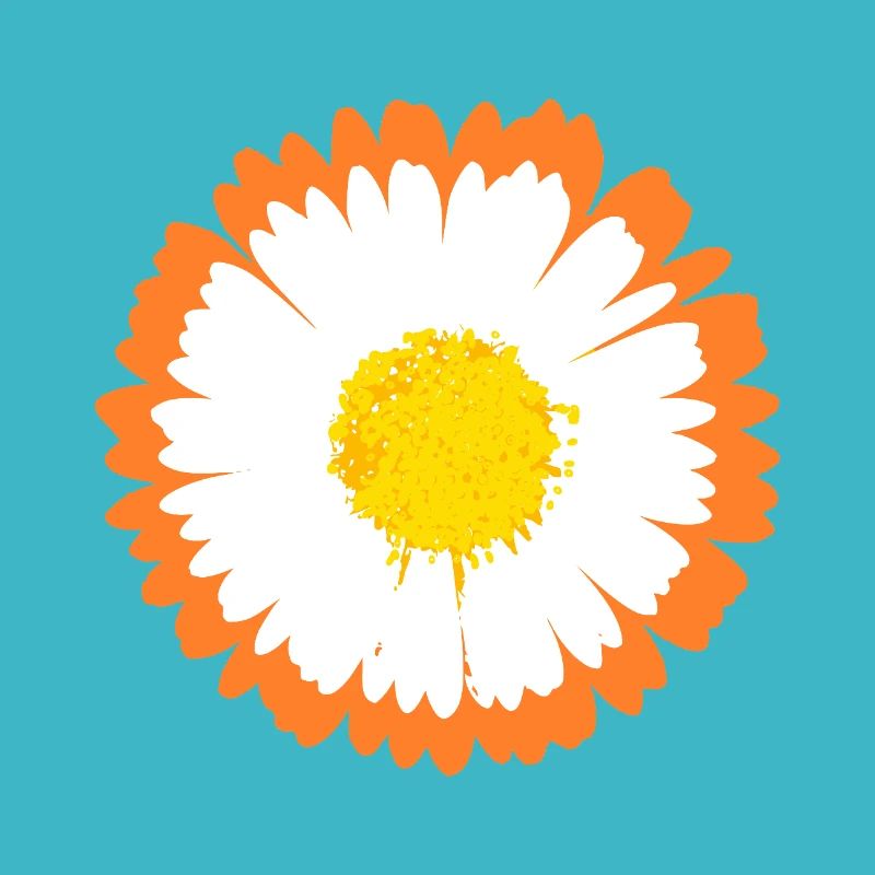 Orange Rim Daisy on White Petals