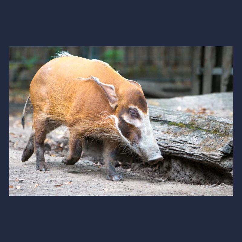 Buschschwein oder Rotflussschwein Pinselohrschwein