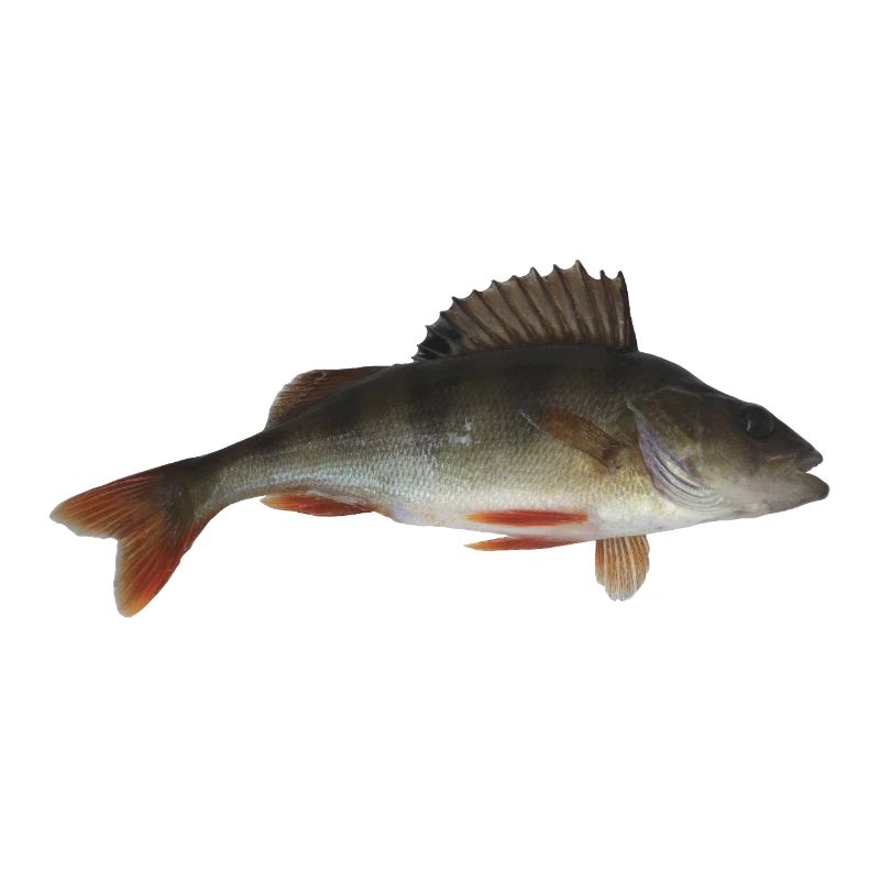 Perch