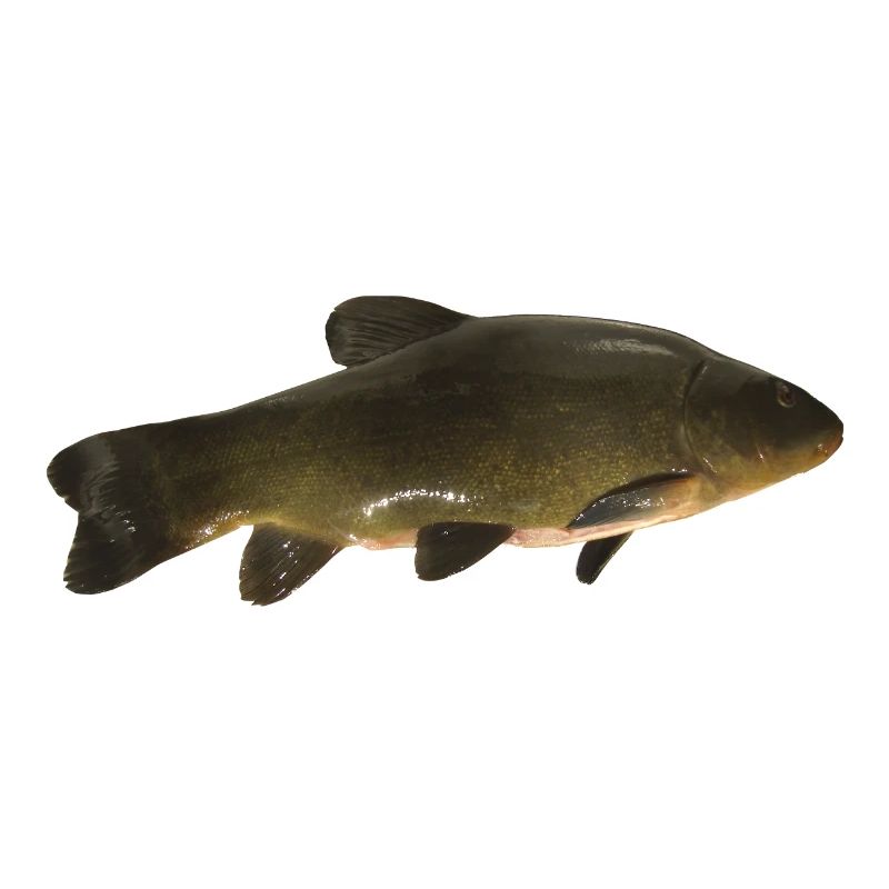 Fisch Schleie