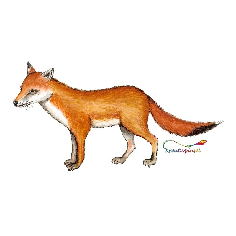 Fuchs (Vulpes vulpes)