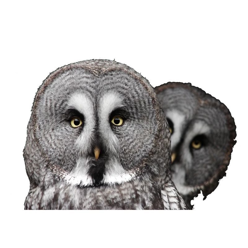 Zwei Eulenköpfe