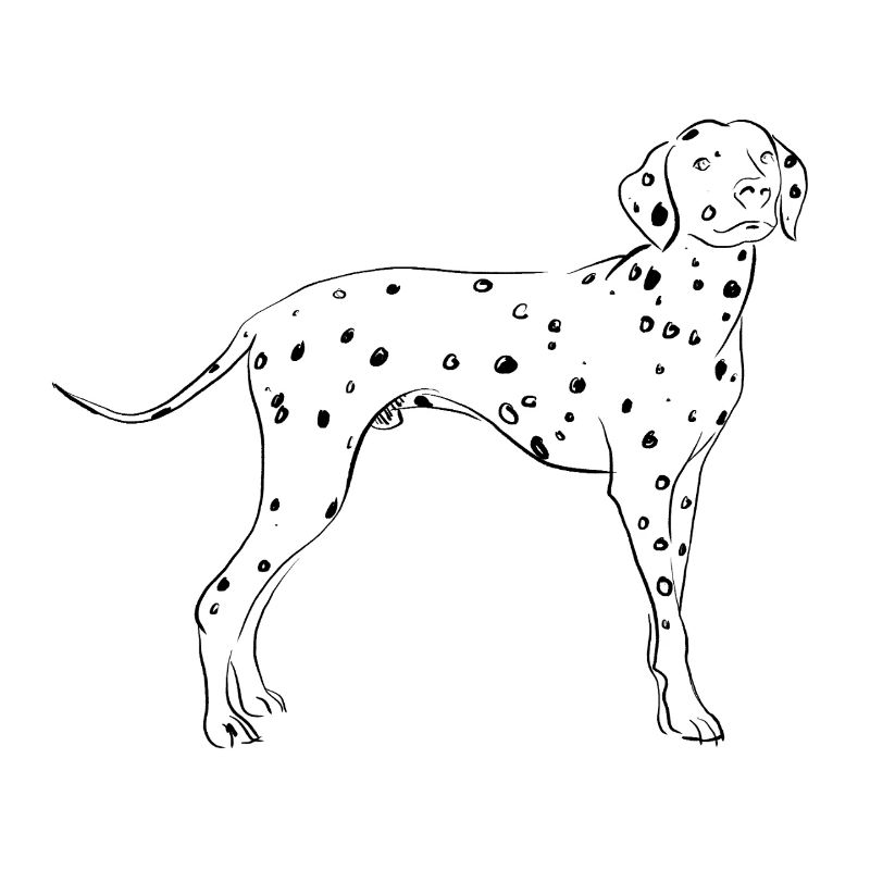 Dalmatian