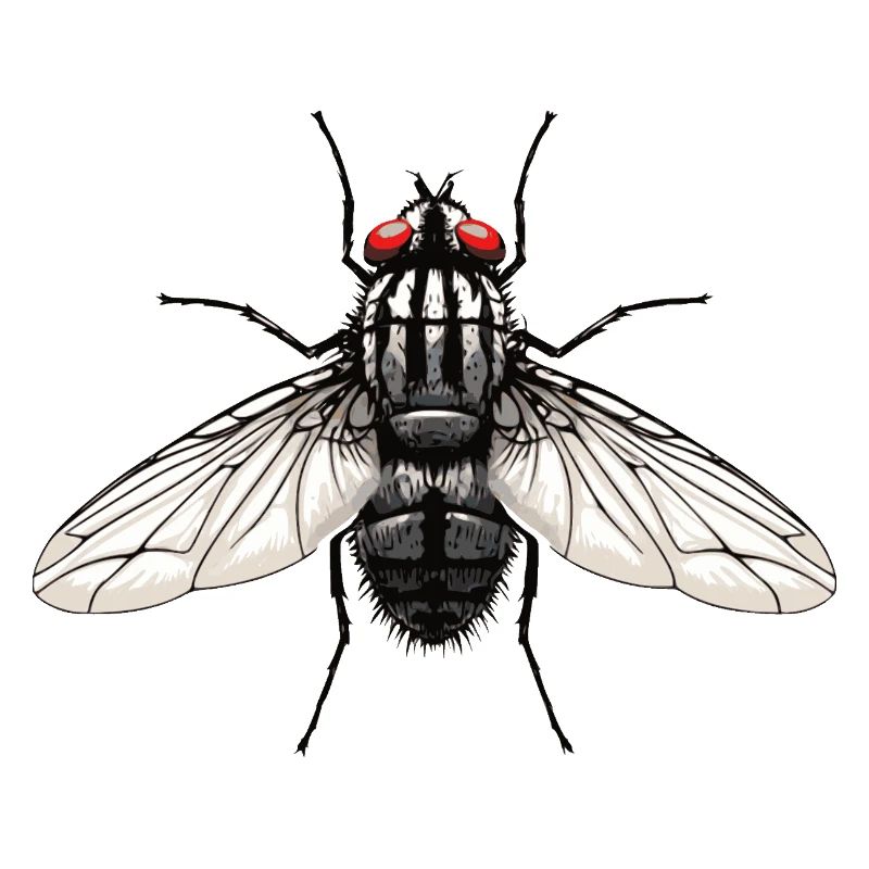 Mouche