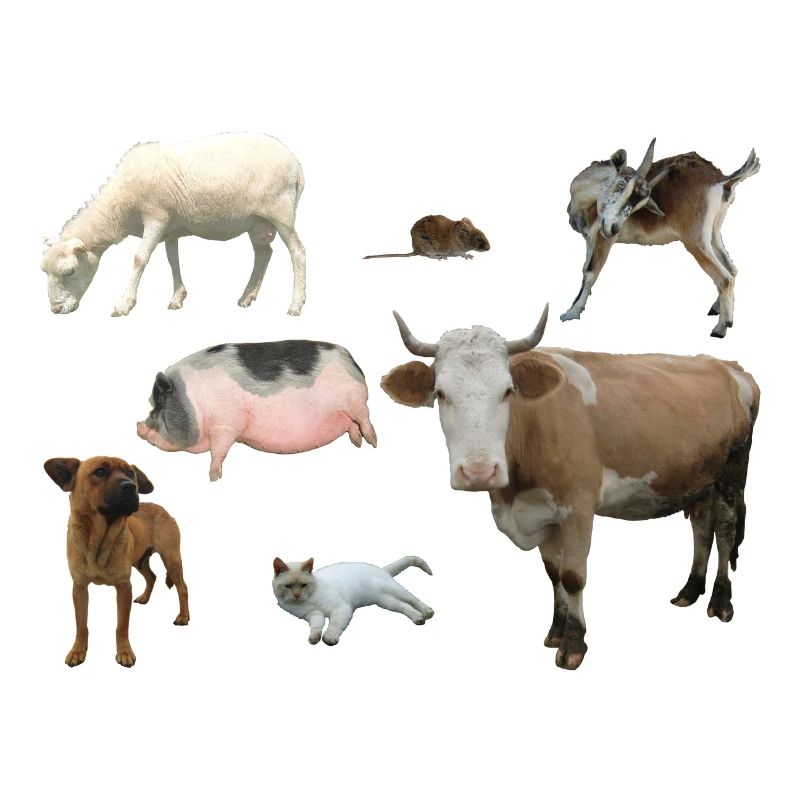 Ferme