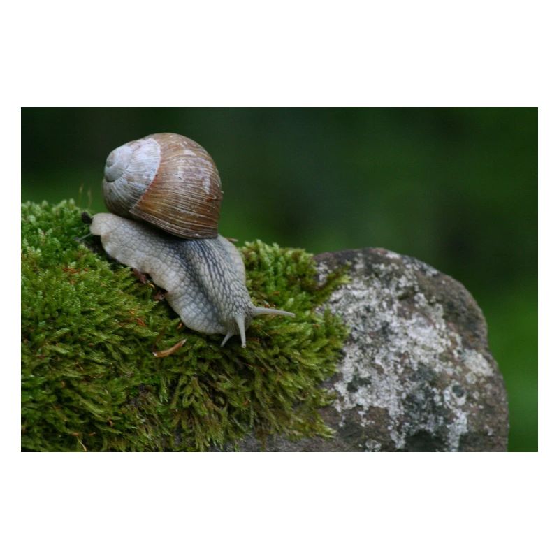 Escargot sur mousse