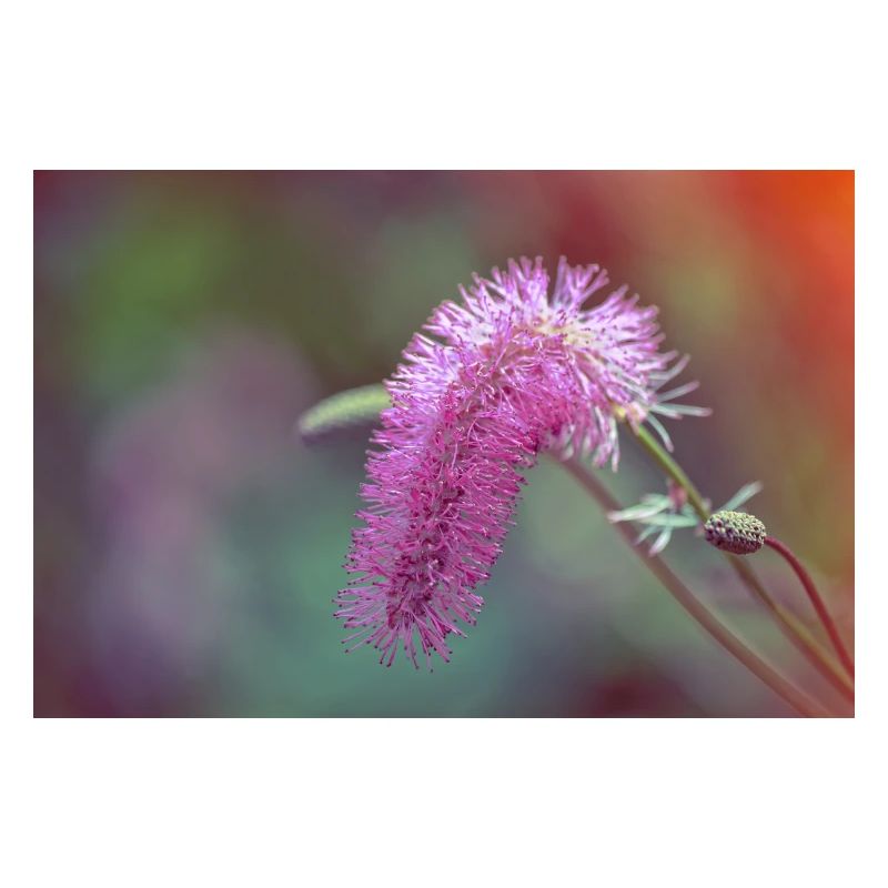 Pink Brushed Flower