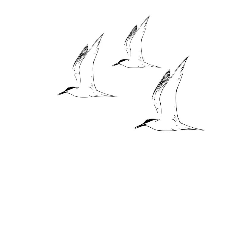 gulls