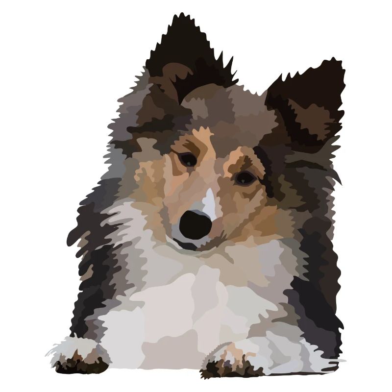 Dani, der Sheltie