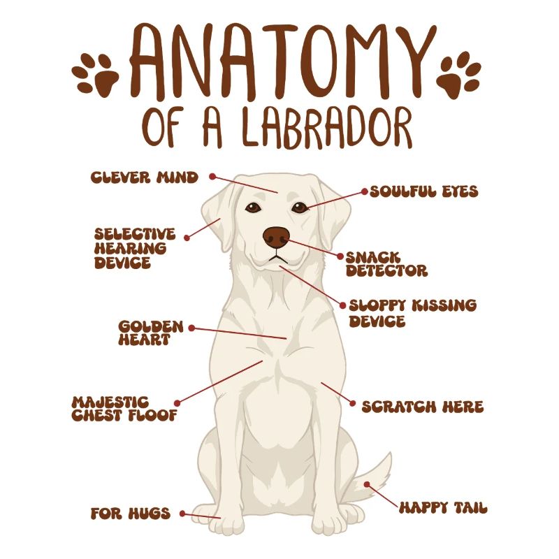 Anatomie eines white Labradors
