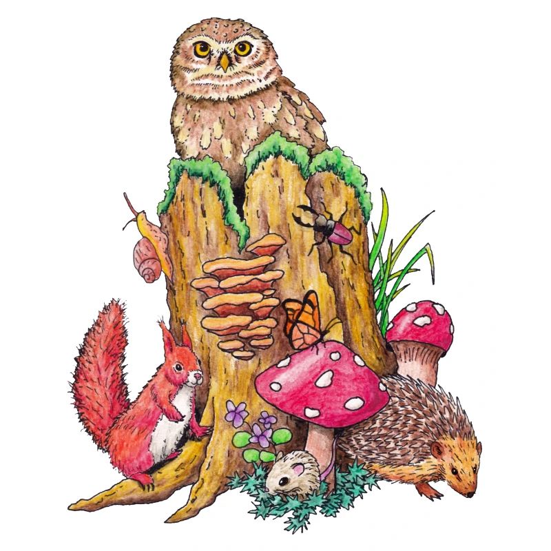 Waldtiere