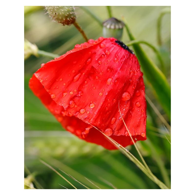 Poppy Drop Pattern Motif