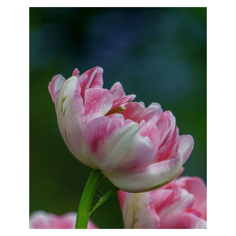 Tulipe Gros Plan