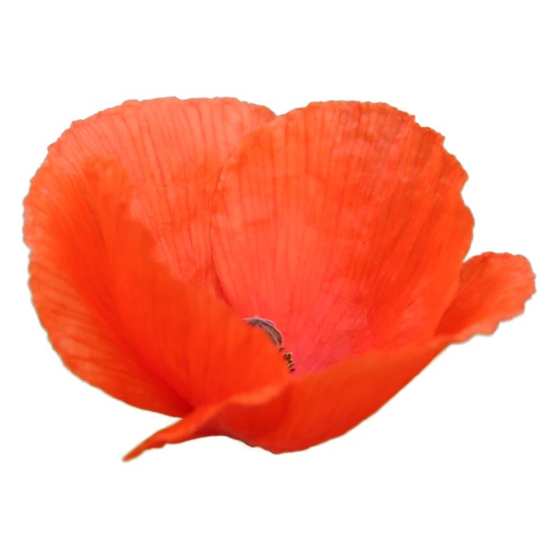 Mohnblume Mohn Klatschmohn
