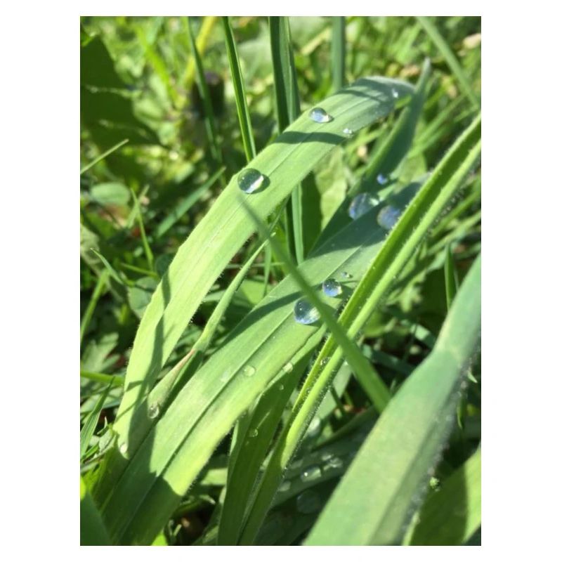 Raindrop