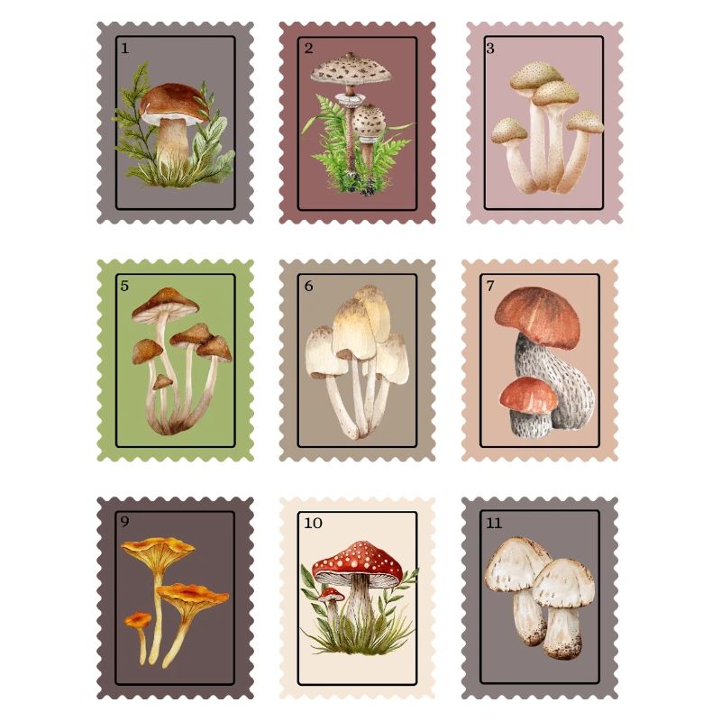 Conception des champignons