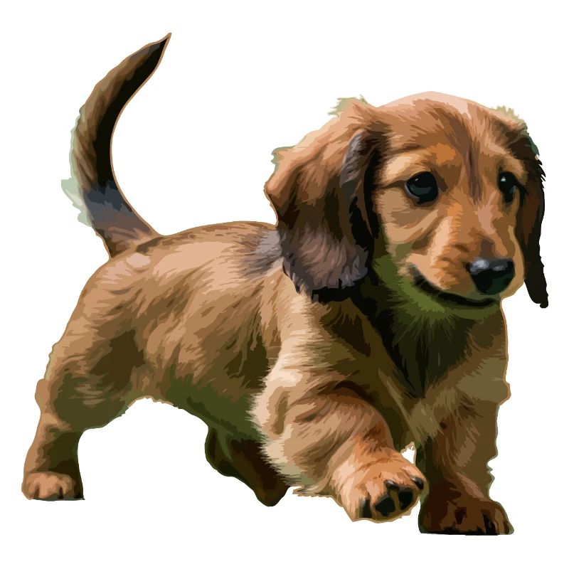 Chiot teckel