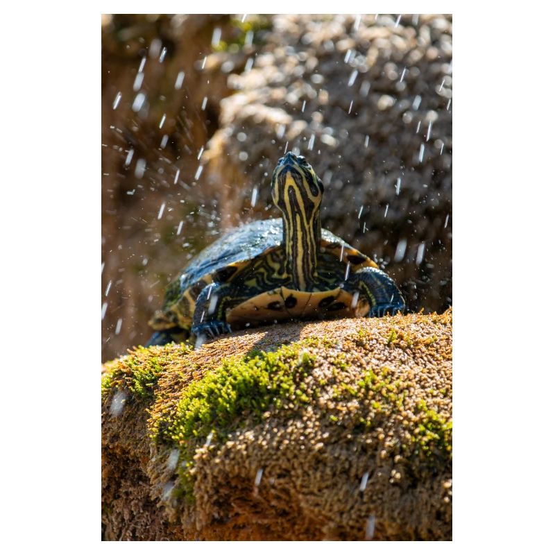 Yellow-bellied slider Trachemys scripta scripta