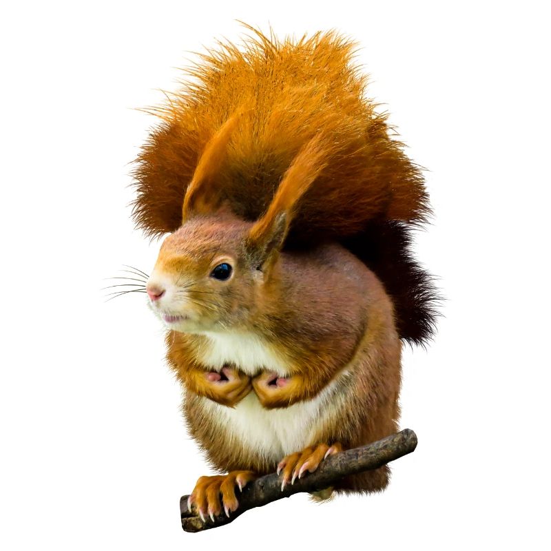 squirrel
