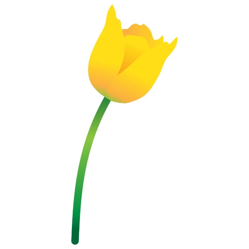 Yellow Tulip