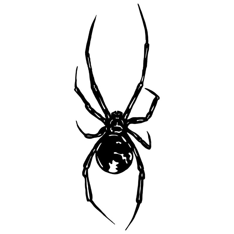Spinne