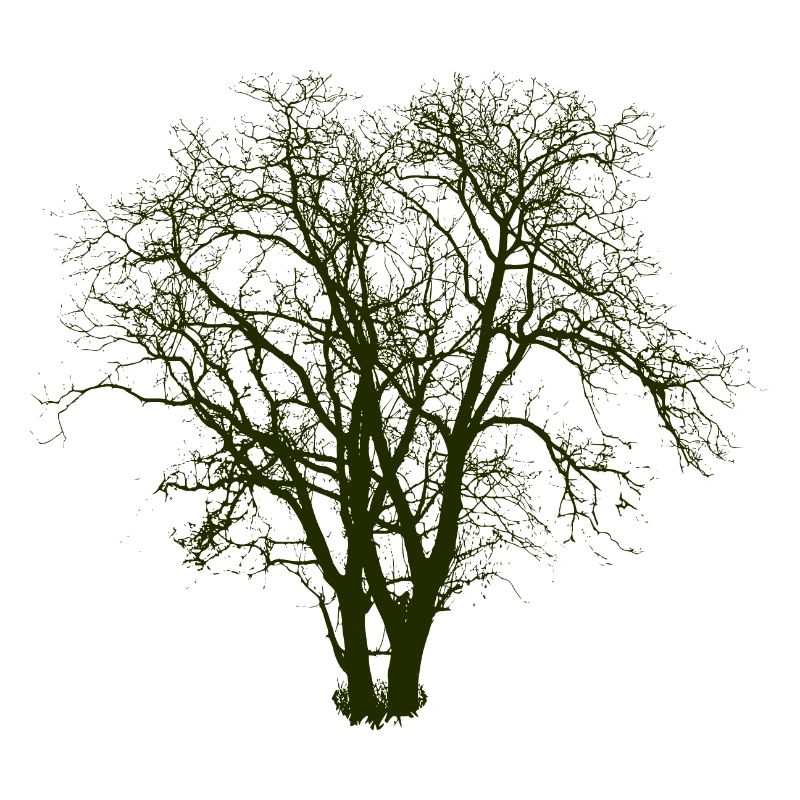 Baum