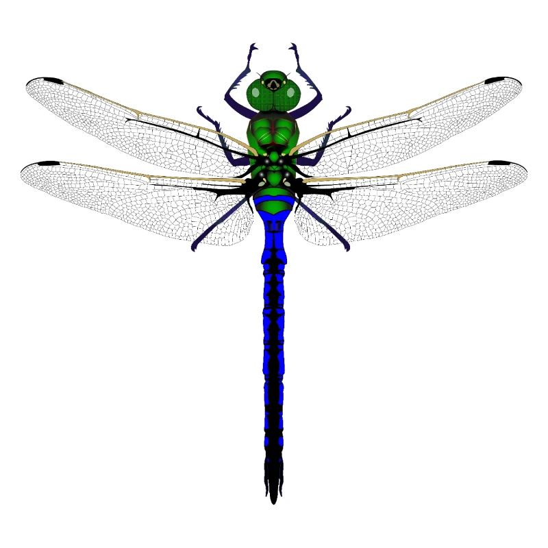 Femme de conception combinée Kybalion Libellule Néon