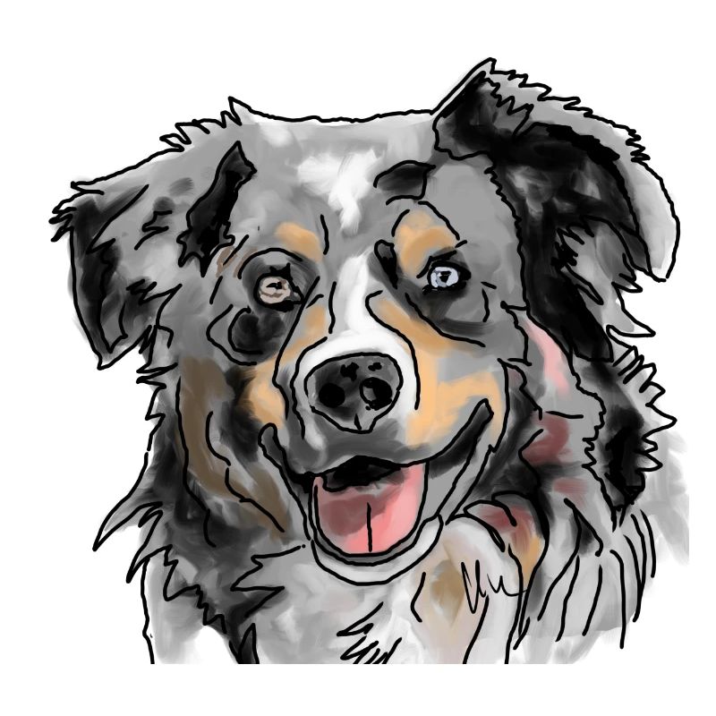 Australian Shepherd