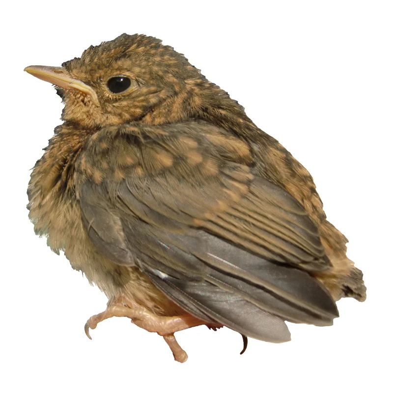 Robin Branch