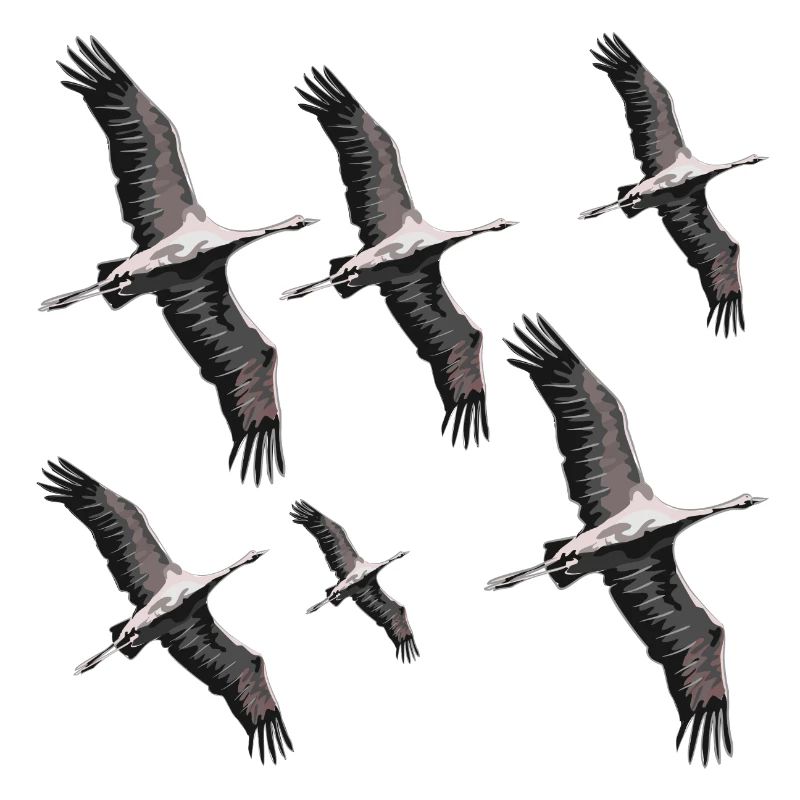 Bird migration cranes