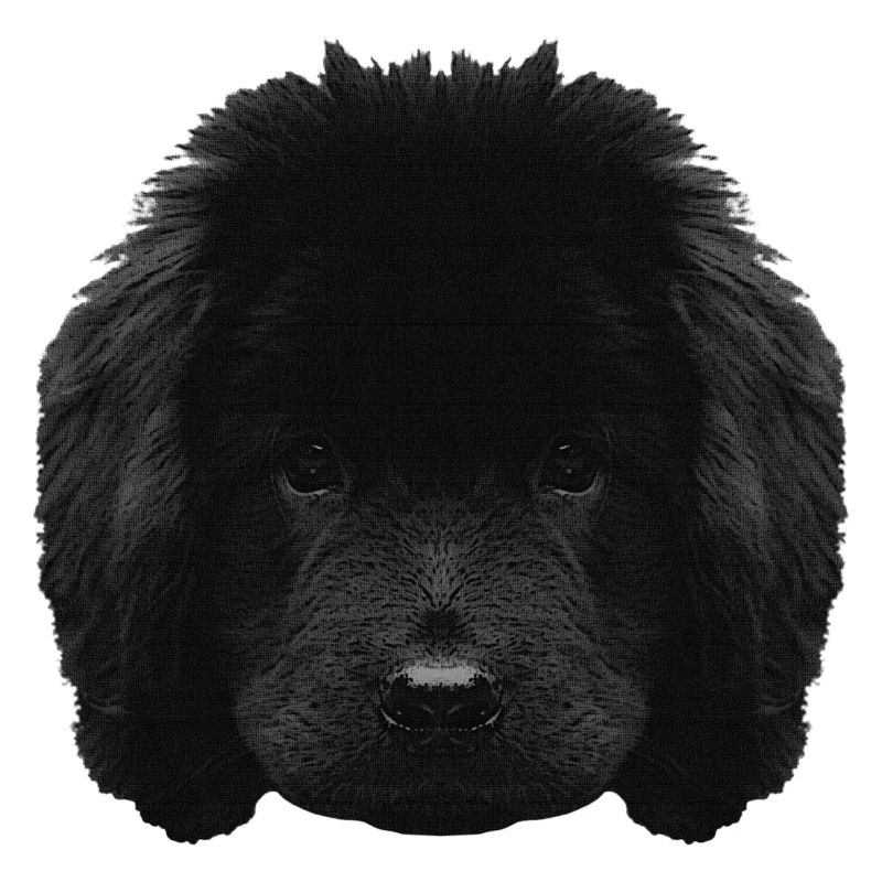 Chiot mignon, chiot Terre-Neuve, races de chiens