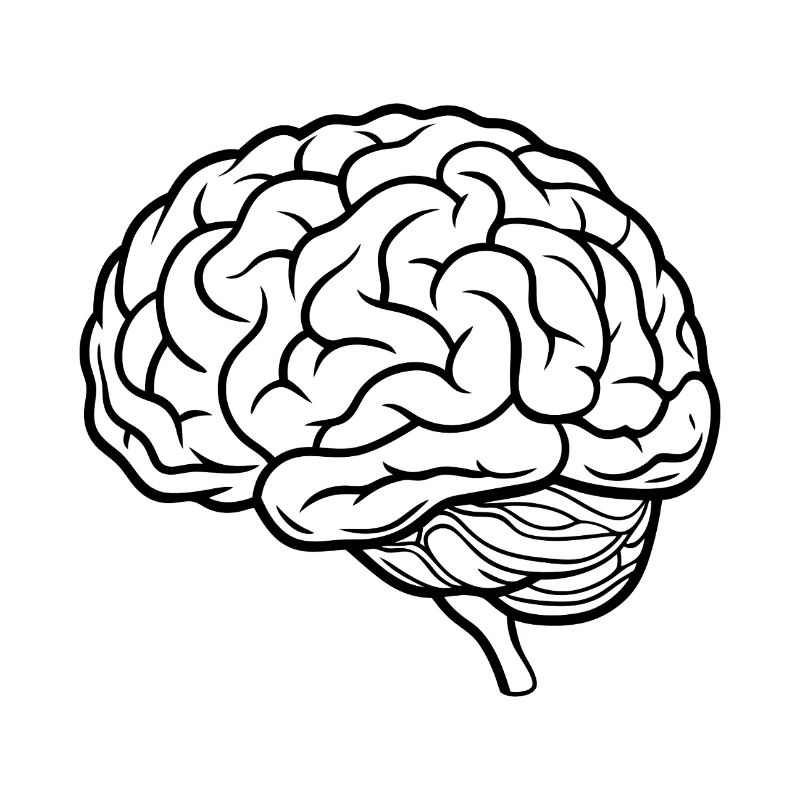 Brain