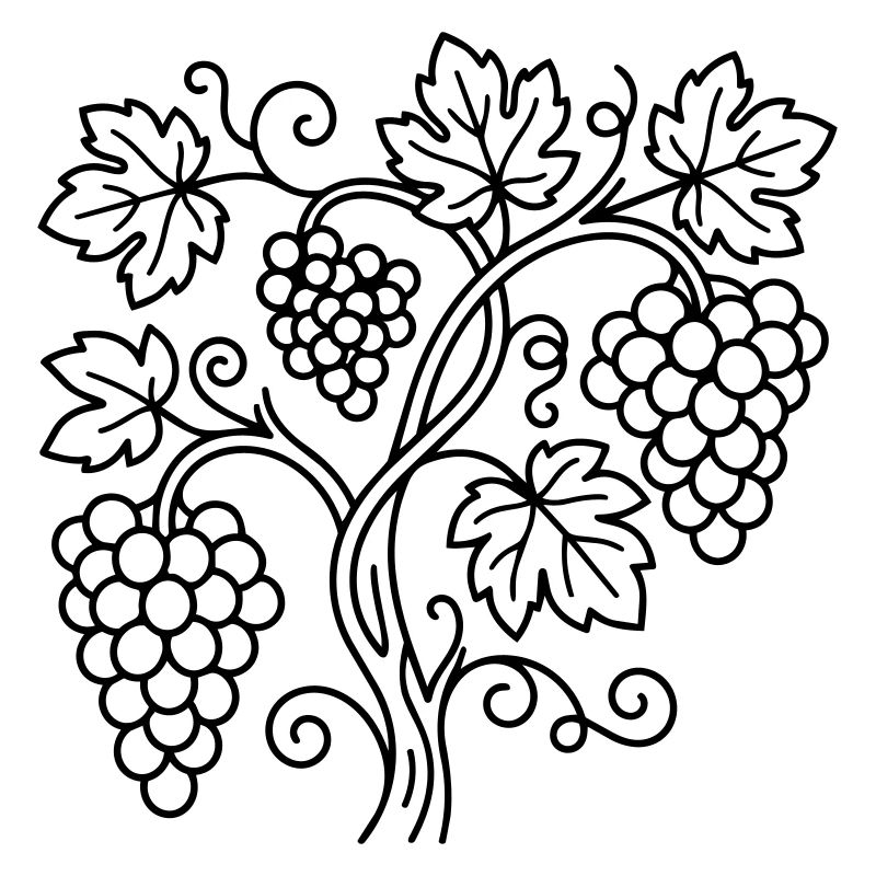 vineyard