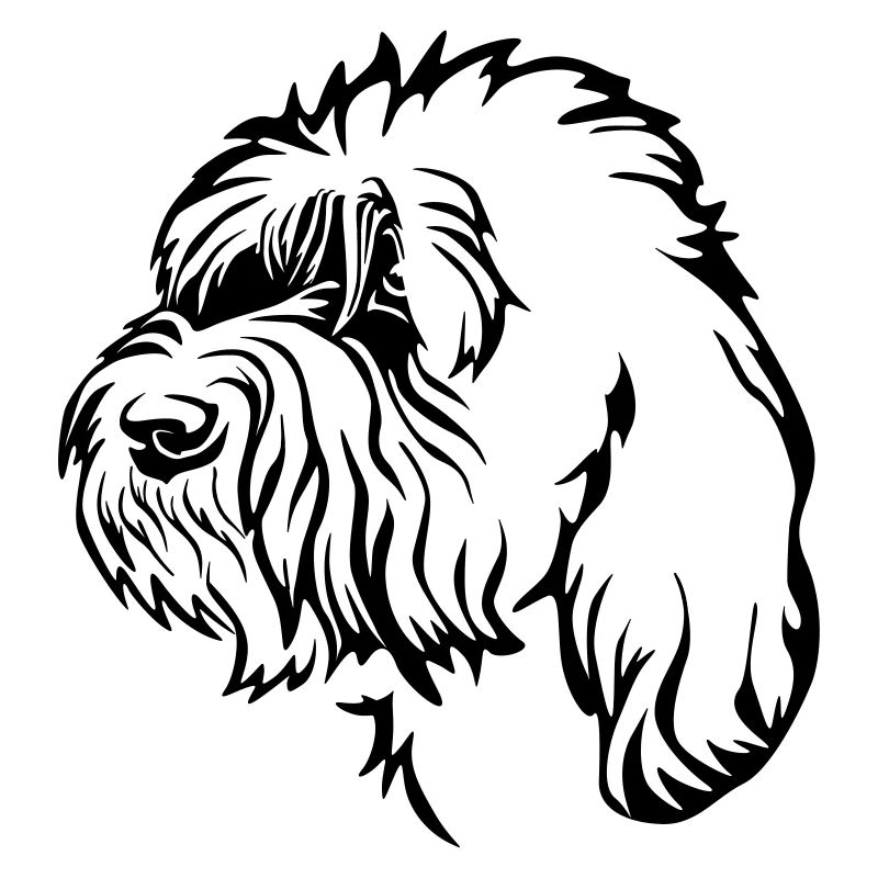 Petit Basset Griffon Vendéen Head