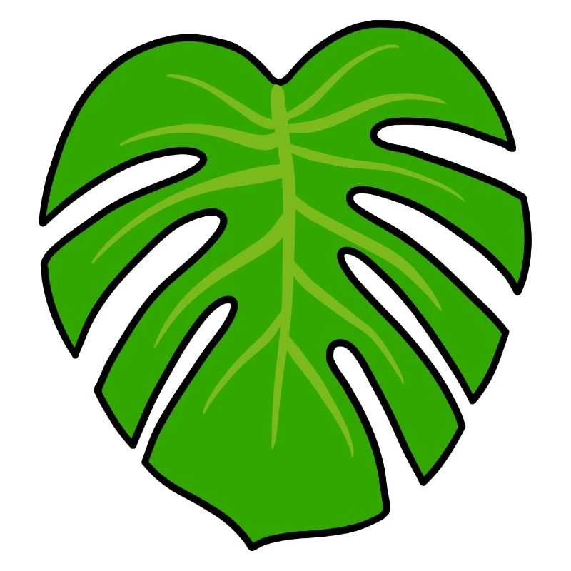 Plante Monstera
