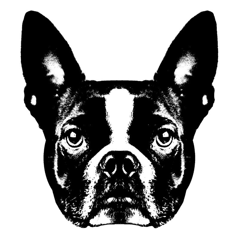 Boston Terrier / Portrait / Face