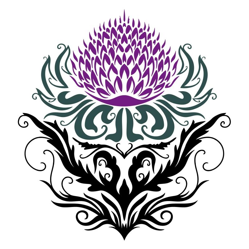 Chardon pourpre Chardon