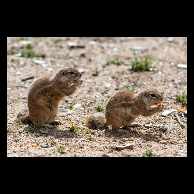 Afrikanische Ziesel Borstenhörnchen Xerus