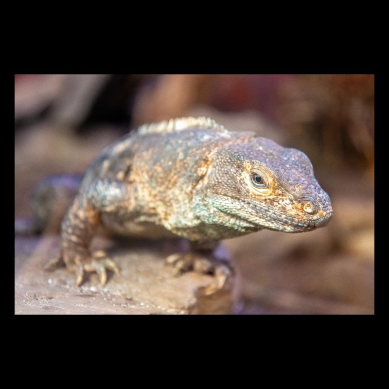 black iguana also black ctenosaur also black spiny