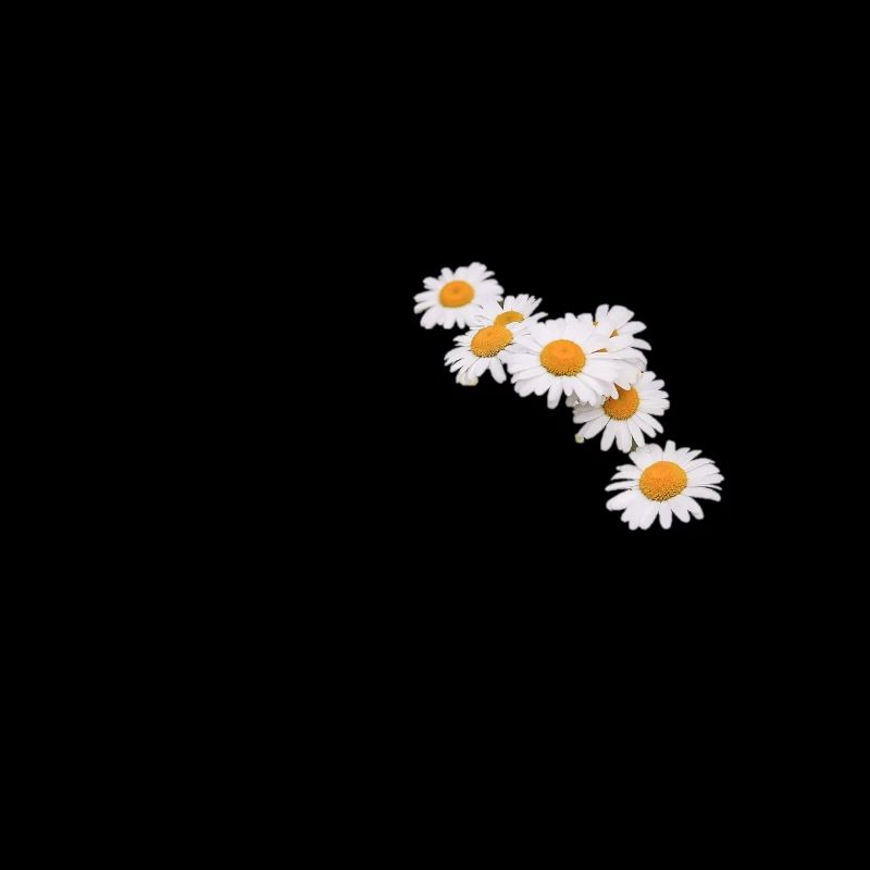 Guirlande de fleurs de marguerites