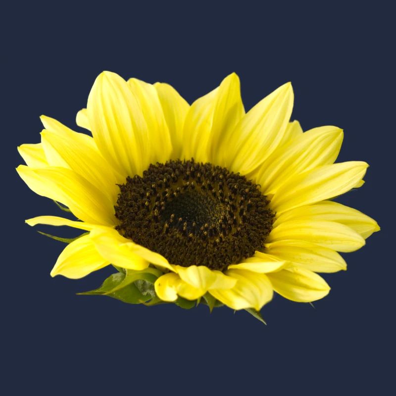 Sonnenblume