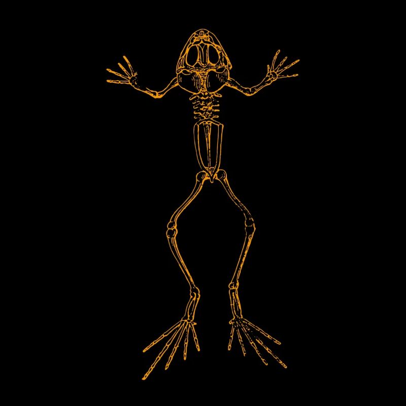 Frosch Skelett