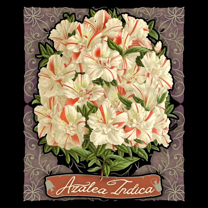 Azalea Indica vintage botanique rayé azalée