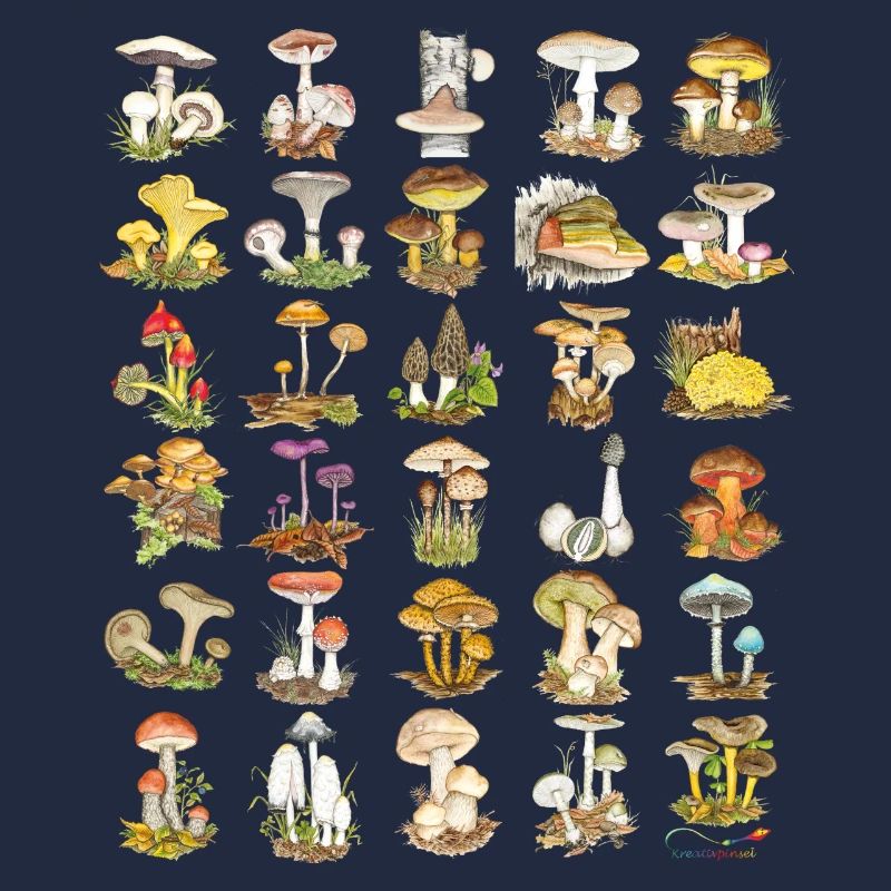 Diversité des champignons