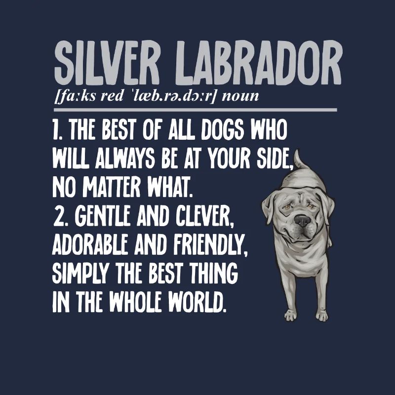 Silver Labrador Retriever Silver Lab