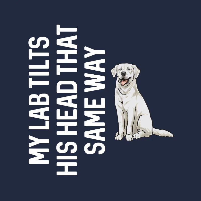 Labrador Retriever blanc Labrador Labrador blanc