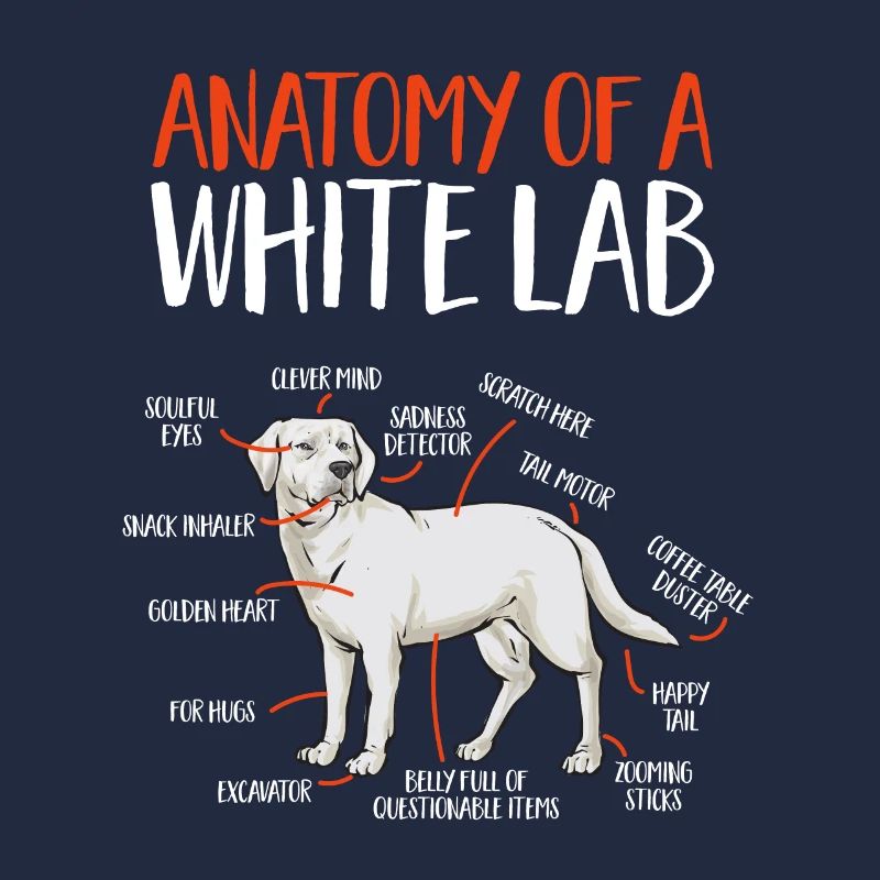 Labrador Retriever blanc Labrador Labrador blanc