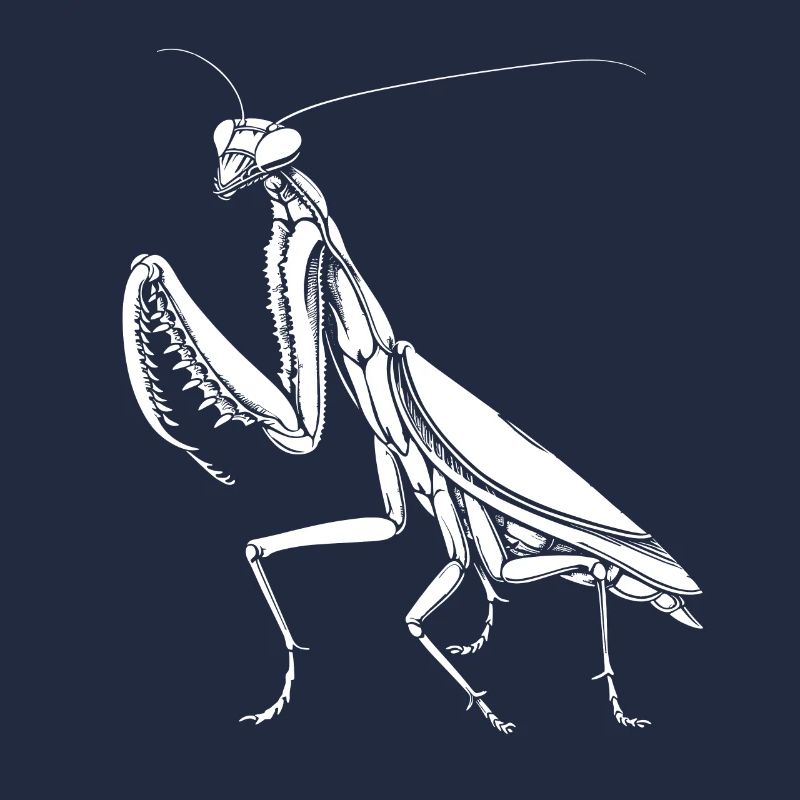 Praying Mantis Praying Mantis Love Mantis