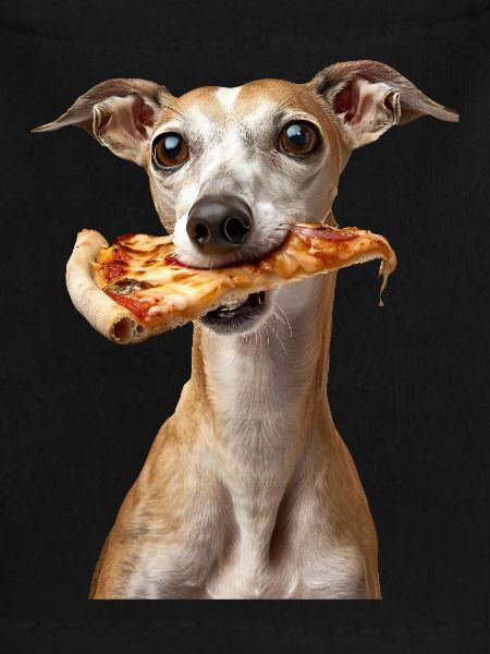 Whippet