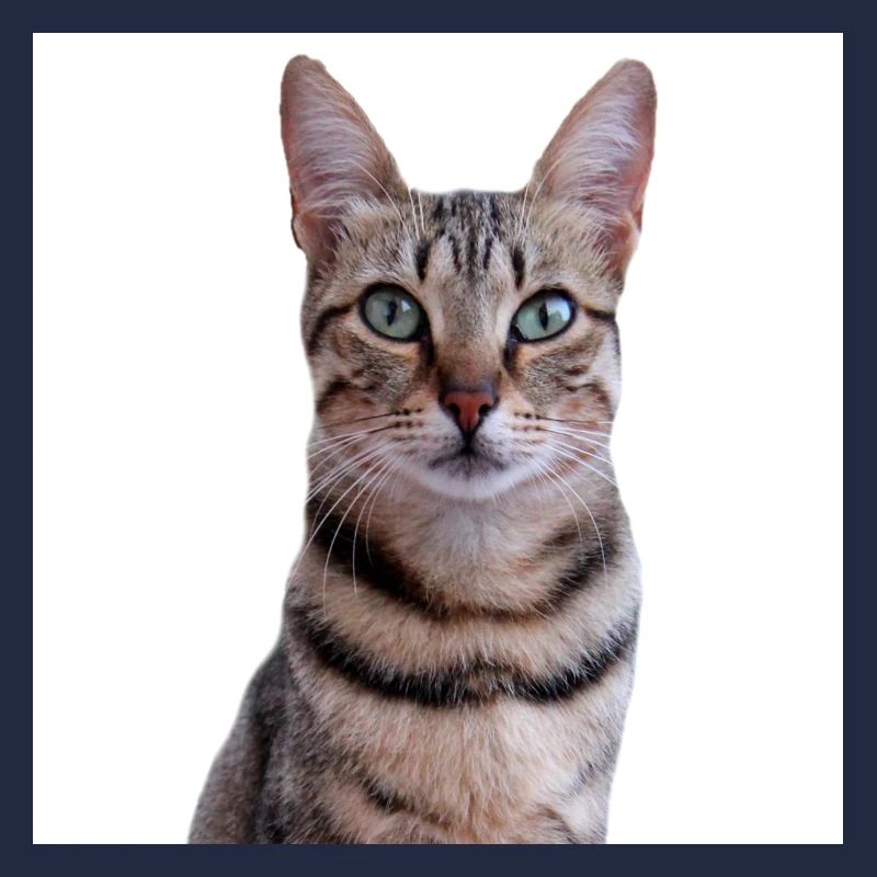 Chat chat chaton doux